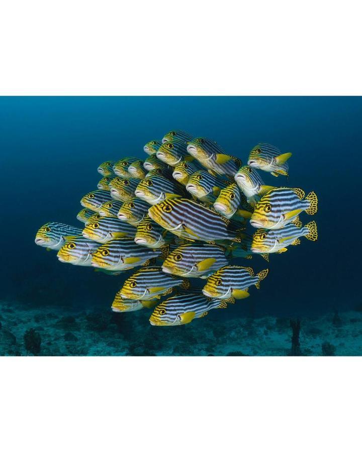 Aveyla Manta Village Dharavandhoo Esterno foto