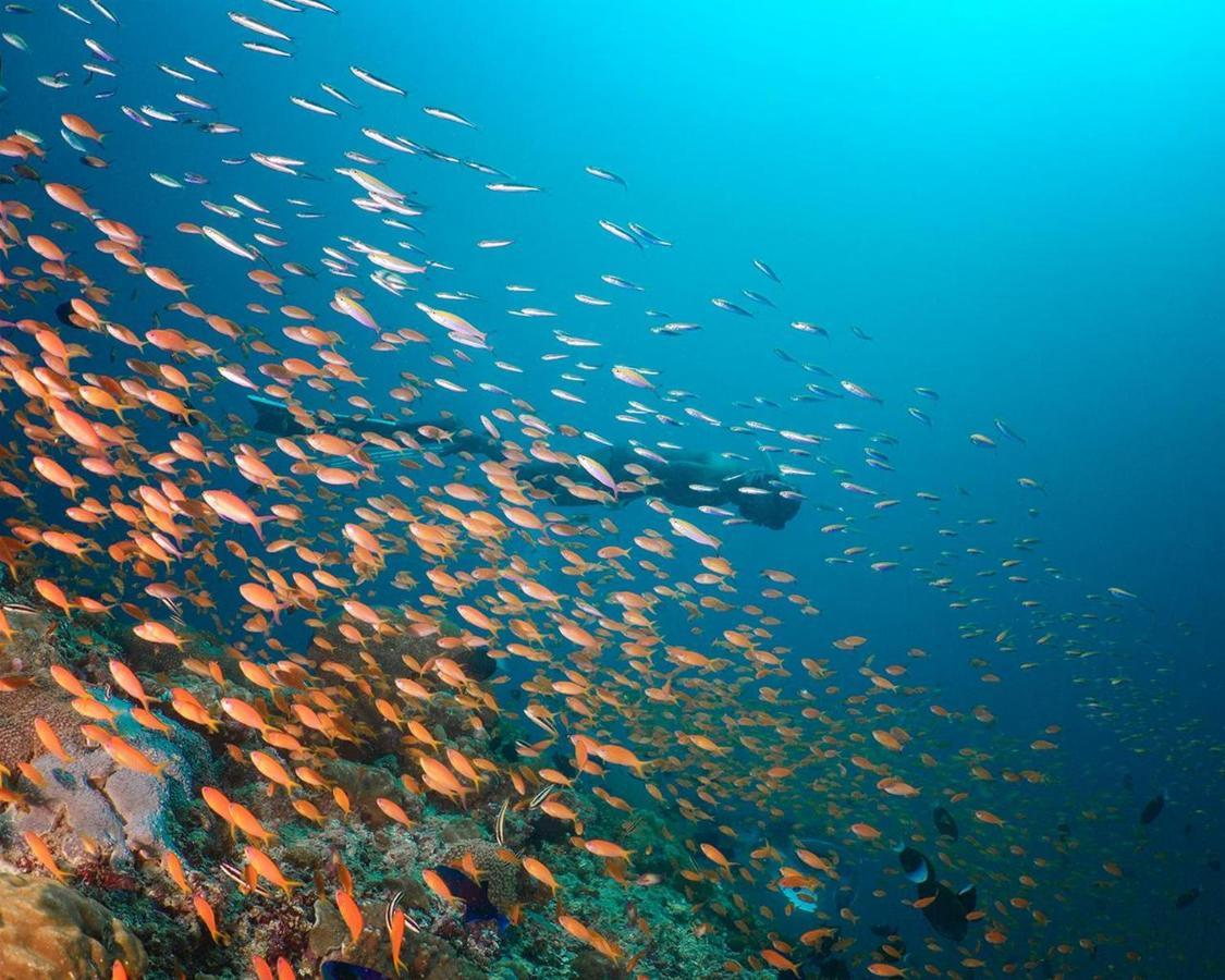 Aveyla Manta Village Dharavandhoo Esterno foto