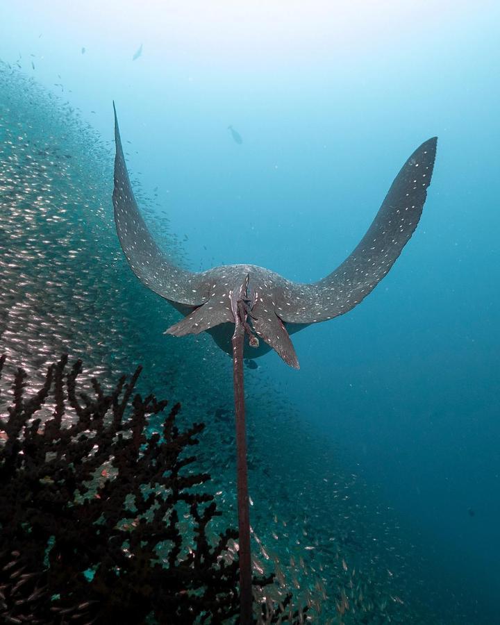 Aveyla Manta Village Dharavandhoo Esterno foto