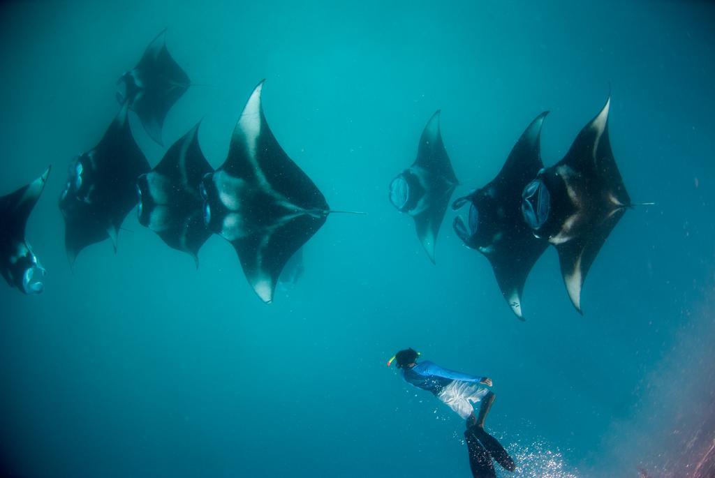 Aveyla Manta Village Dharavandhoo Esterno foto